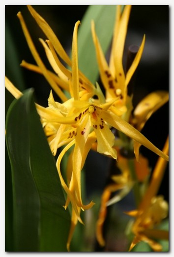 razstava orhidej