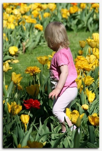 Tulipani so zakon