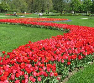 tulipani.jpg