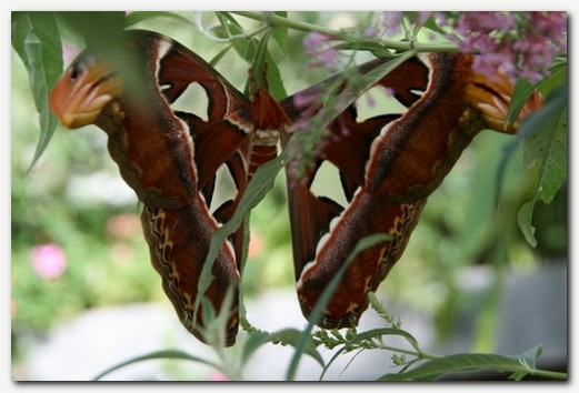 Velikan med metulji Attacus Atlas